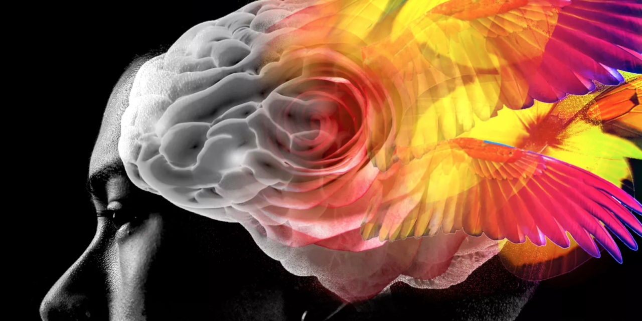 Vox: The extraordinary therapeutic potential of psychedelic drugs, explained