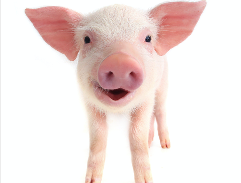 Chinese New Year of the Earth Pig